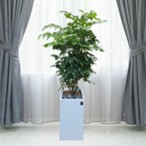 에코플랜트 대형화분 개업화분 거실인테리어화분[서울.경기 평일 당일배송(토요일 오후 일요일 주문건 월요일배송)] <지방배송불가 및 영종도 가평 강화도 배송불가>, 1개, 02 녹보수 갈색” class=”wr-img”></a></div></p></div></p></div></p></div><div class=