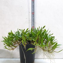 수형이 예쁜 디네마