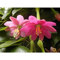 [모야모 꽃씨] 바나나시계초 5립, 소포장 5립