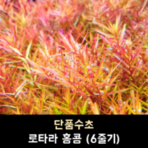 로타라 홍콩 (6줄기)