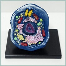 동물세포 구성요소 단면 관찰 교육 모형 교과서 학습 확대모형 학교 기자재 돌봄 스탠드 교구 체험 핵