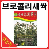 새싹브로콜리씨앗- 브로콜리싹 브로콜리씨앗 새싹채소 새싹씨앗 학습용 실험용 사계절 재배가능, 베이비청로메인