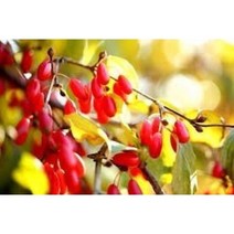 산수유나무묘목 30주