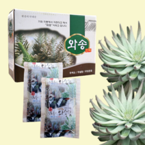 국내산 와송 진액 120포 액기스 원액 차 국내산 건강즙 바위솔 엑기스