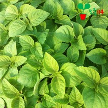 깻잎 모종 (3개)~ 베란다 텃밭 시장 씨앗 채소 식물, 3개