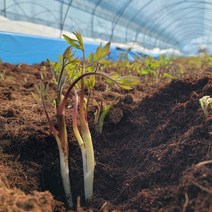 땅두릅 두릅나물 강원도드릅 300g