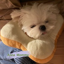 고양이 토스트 엘리자베스 소프트 목걸이 고양이 치욕 링 솔라 플라워 펫 넥워머 핥기 방지 고양이 목걸이