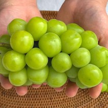 김천 샤인머스켓 청포도 1kg 선물 세트 보자기포함 청포도 제철 김천 포도, <상품선택>” class=”wr-img”></a></div>
</div>
</div>
</div>
<div class=