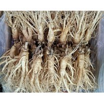 실속형 가정용인삼 5년근 350g 1kg 2kg 무료세척 난발삼 믹서용 홍삼용 꿀절임용, 가정용인삼 2kg(36-40뿌리), 세척원해요(0)
