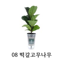 와이디무역 수경재배 실내공기정화식물 10종 물만 주시면 됩니다. 개업 축하 돌잔치 선물, 08_떡갈고무나무
