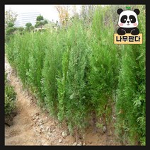 (나무판다) 측백나무 묘목 시리즈, 3. 측백나무 1.5m