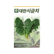 다수확 품종 대찬시금치 씨앗 20g 노균병 강함, 1개