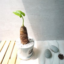 플랜트스토리 실내공기정화식물 스노우화이트 중형 도자기 화분, 1개, 알로카시아