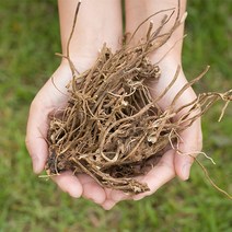 상세설명참고 국산 엉겅퀴뿌리(대계근) 200g 건 건조 말린 엉겅퀴 한약재 약초, 12ZS_국산 엉겅퀴뿌리 200g