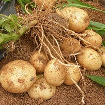 강원도감자 두백감자 햇감자 삶은감자 강원도감자판매 5kg, 1박스