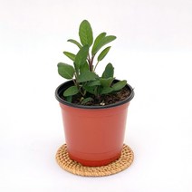 세이지 허브 실내 공기정화 소형 반려 식물, H39.세이지, 1개