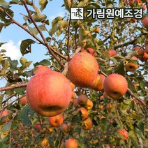 사과나무 부사 미얀마 미니사과 루비에스 가림원예조경, 부사(미얀마) R3cm 자근묘 결실주 분묘