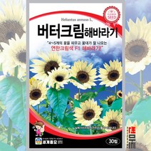 버터크림해바라기 10립 / 일년생 해바라기 씨앗 꽃씨 sunflower seed