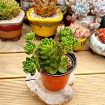 [이천다육] 레티지아 다육식물 랜덤발송