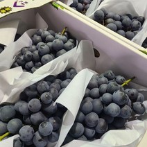 포도 거봉 캠벨포도 머루포도 고당도 제철과일 선물세트, 800g~1kg 머루포도