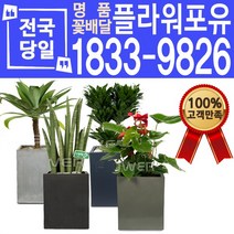 관엽식물 공기정화식물 대전 대구 울산 개업화분 화분배달, (선택96)만세선인장