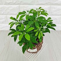 홍콩야자(소) 키우기 쉬운 실내 화초 식물 바구니별도, 상세페이지 참조