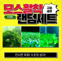 [수초킹] 모스활착 랜덤세트 / 구피 새우 치어 치비 모스 음성 활착 삼각 자와 피콕 윌로 월로 피시덴 리시아 물미역 불꽃 퀸 미니삼각 프리미엄 비단 버드나무 민물미역 크리스마스, 모스 갓 활착 랜덤 1개