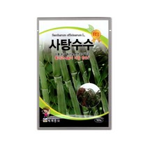 모칸도 세계 사탕수수 씨앗 50립