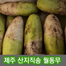 제주직송 아삭아삭 싱싱하고 맛좋은 제주월동무, 제주월동무15kg