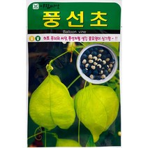 풍선초 꽃씨앗 10립
