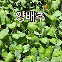 양배추모종 20개 텃밭 양배추 모종씨앗 비트 채소 모종키우기 미니텃밭 배란다텃밭, 양배추모종20개