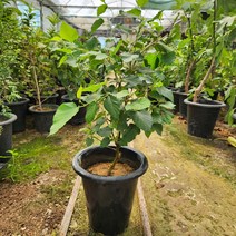 슈퍼오디나무 기본검포트 꽃비야생화, 1개