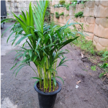 아레카야자(대품)밥도 많고 수형도 좋아요 높이100-130 새로입고