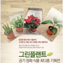 그린플랜트 다육식물 백봉국 1+1