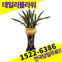 대훈 동양란 난 개업화분 승진축하 영전 난배달