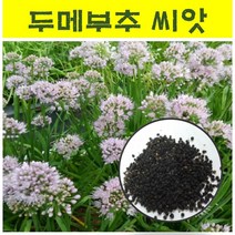 두메부추씨앗 300립/두메부추 종자/국내채종종자 wj71