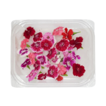 패랭이 생화 식용꽃 30송이, 1개