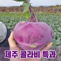 [자연의정석] 당도높은 제주 콜라비 최상품 5kg 10kg 15kg 산지직송, 특과 10kg(12-18과)