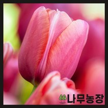 (나무농장) 튤립구근 니가타 10개묶음