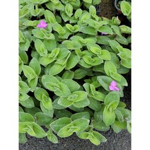 10개 식물도매 대량구매 털달개비 소품 야생달개비 반려식물 10~25cm 27