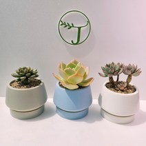 홍포도 아악무 백봉 네온라이트 아드레미쳐스 여미월 다육이 다육 다육식물 농장 알뜰장터 다유기 다요기 잘안죽는 추위에 강한 식물, 4 아악무, 2 블루