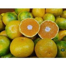 노지감귤 10kg (중) 제주조생귤 황금향 천혜향 한라봉 레드키위 조생귤, 상세페이지 참조