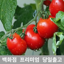 가락청과네 토마토 10kg 쥬스 토마토 토마토효능 과일, 1, 본상품선택