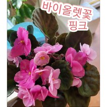 바이올렛꽃 핑크/꽃을 오래 볼 수 있어 더 맘에 드는 바이올렛