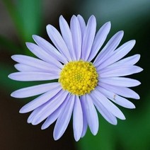 꽃씨앗(100립) 벌개미취 씨앗 종자씨앗 야생화 씨앗모음, 1개