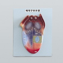 (JLS) 혀의구조모형 혀의기능설명용 (부분별맛의느낌) 혀모형 과학교과 학습용교재