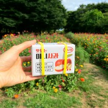 박스+머니홀더+미니어쳐과일세트구성 미니과일박스 미니사과박스, 사과, 1개