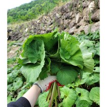 자연산 머위잎 500g 1kg, 1개