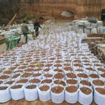 부직포 화분 중형 대형 베란다 텃밭 블루베리 심기 손잡이 화분 20개 40개, 핸들 80 포함 X 50 (5 pcs)