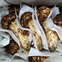 자연산 봉화송이버섯, 국내자연산 송이버섯 등외품(냉동) 500g